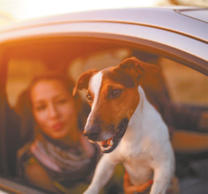 Tips for Safe Summer Travel with Pets