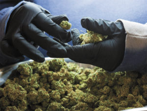 Myth-Busting Medical Marijuana