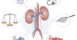 Meet the Kidneys