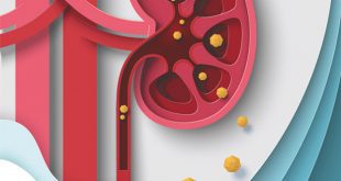 The Role of Alcohol and Kidney Health: What You Need to Know