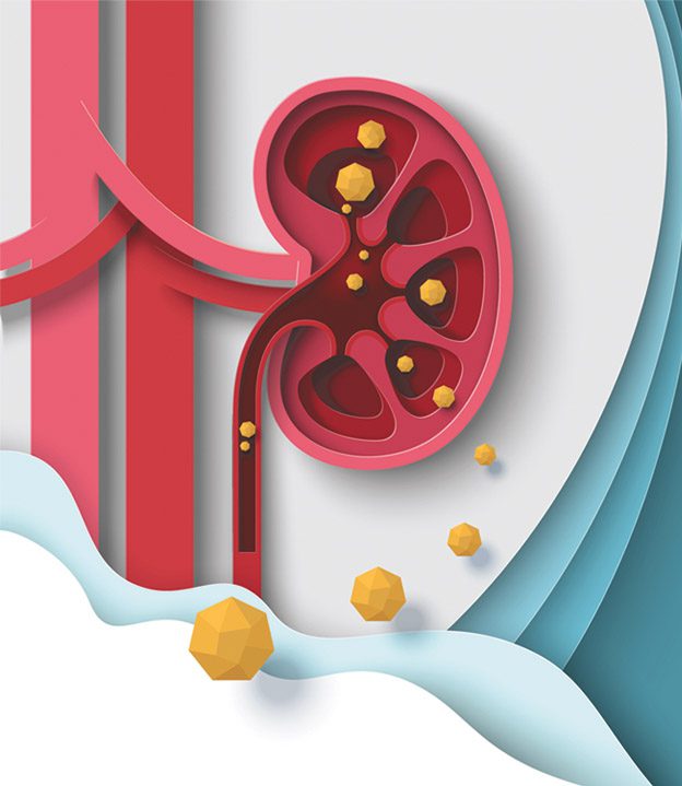 The Role of Alcohol and Kidney Health: What You Need to Know | Central ...