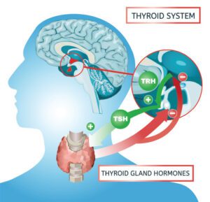 Thyroid Hormone