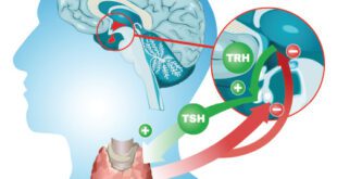 Thyroid Hormone