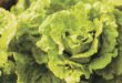 Cyclosporiasis Outbreak