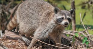 Prevent Rabies