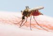 Dengue Fever