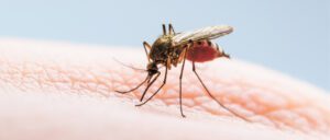 Dengue Fever