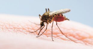 Dengue Fever